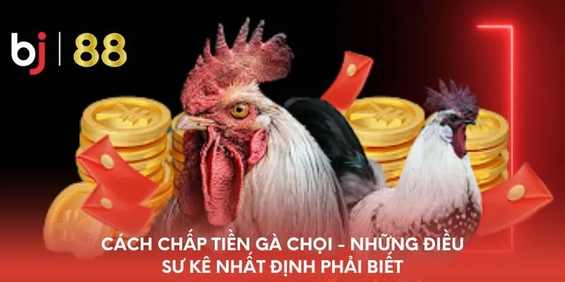 cach-chap-tien-ga-choi-nhung-dieu-su-ke-nhat-dinh-phai-biet