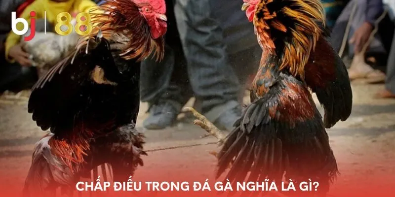 chap-dieu-trong-da-ga-nghia-la-gi