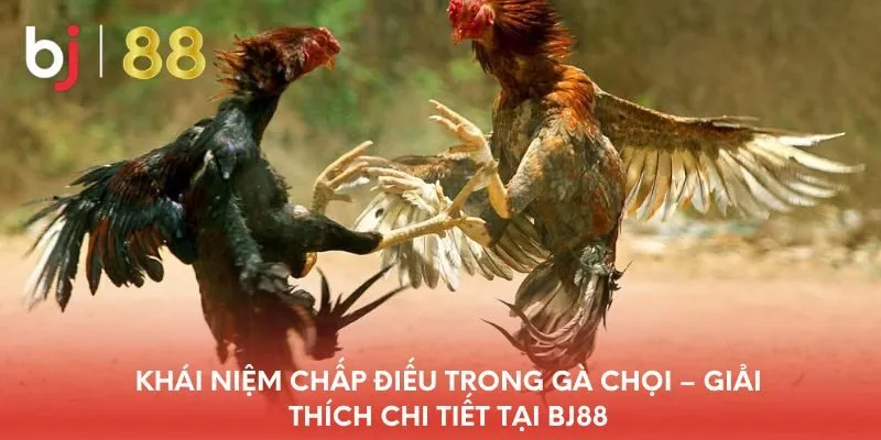 khai-niem-chap-dieu-trong-ga-choi-giai-thich-chi-tiet-tai-bj88