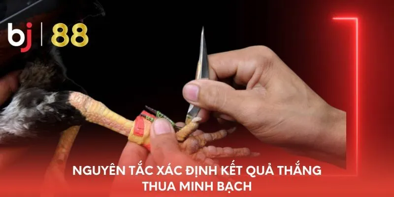 nguyen-tac-xac-dinh-ket-qua-thang-thua-minh-bach