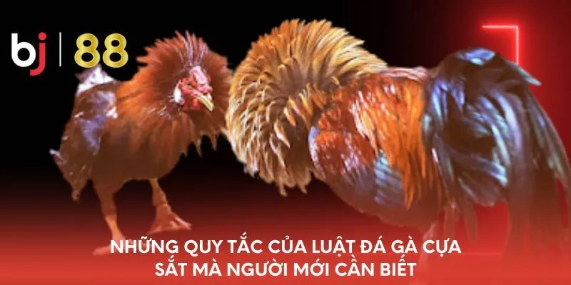 nhung-quy-tac-cua-luat-da-ga-cua-sat-ma-nguoi-moi-can-biet