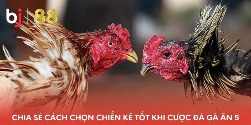 chia-se-cach-chon-chien-ke-tot-khi-cuoc-da-ga-an-5